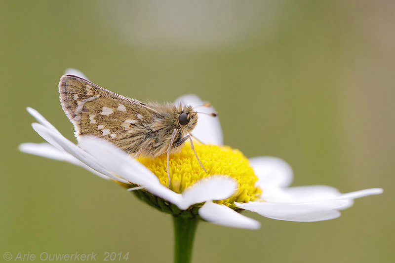 Kommavlinder - Silver-spotted Skipper - Hesperia comma