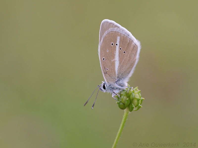 Witstreepblauwtje - Damon Blue - Polyommatus damon