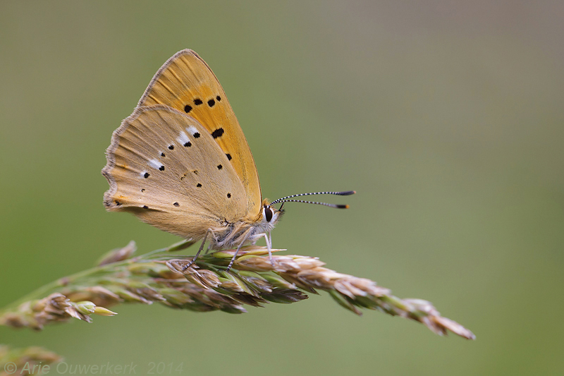 Morgenrood - Scarce Copper - Lycaena virgaureae