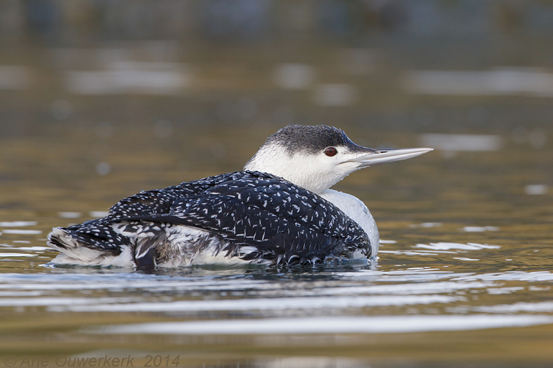 Roodkeelduiker - Red-throated Diver (Loon) - Gavia stellata