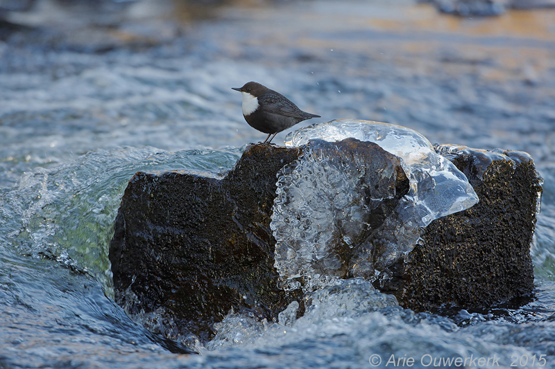 Waterspreeuw - White-throated Dipper - Cinclus cinclus cinclus