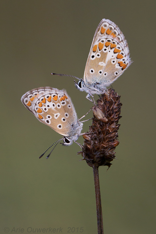 Bruin Blauwtje - Brown Argus - Aricia agestis