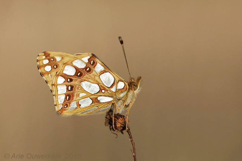 Kleine Parelmoervlinder - Queen of Spain Fritillary - Issoria lathonia