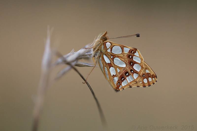 Kleine Parelmoervlinder - Queen of Spain Fritillary - Issoria lathonia