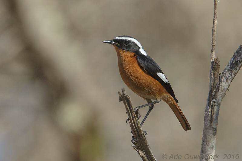 Diadeemroodstaart - Moussiers Redstart - Phoenicurus moussieri