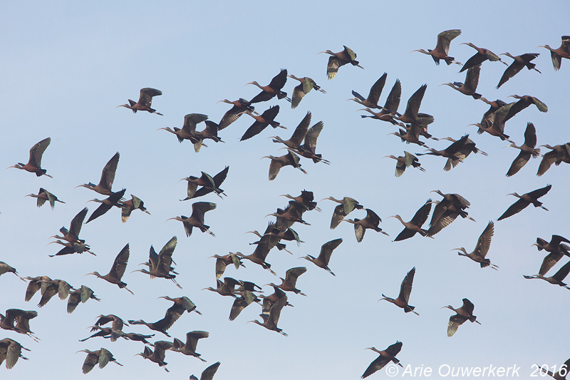 Zwarte Ibis - Glossy Ibis - Plegadis falcinellus