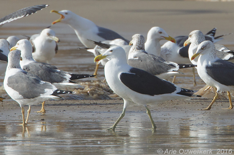 Kelpmeeuw - Kelp Gull - Larus dominicanus vetula