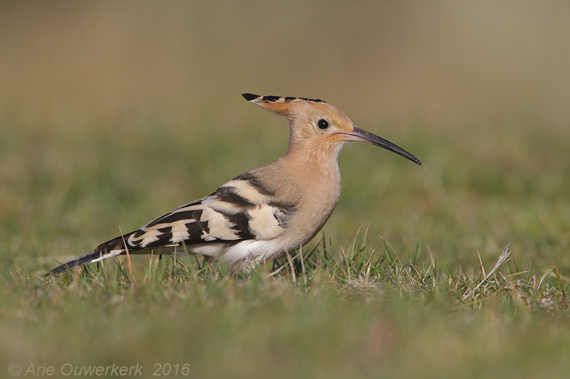 Hop - Eurasian Hoopoe - Upupa epops