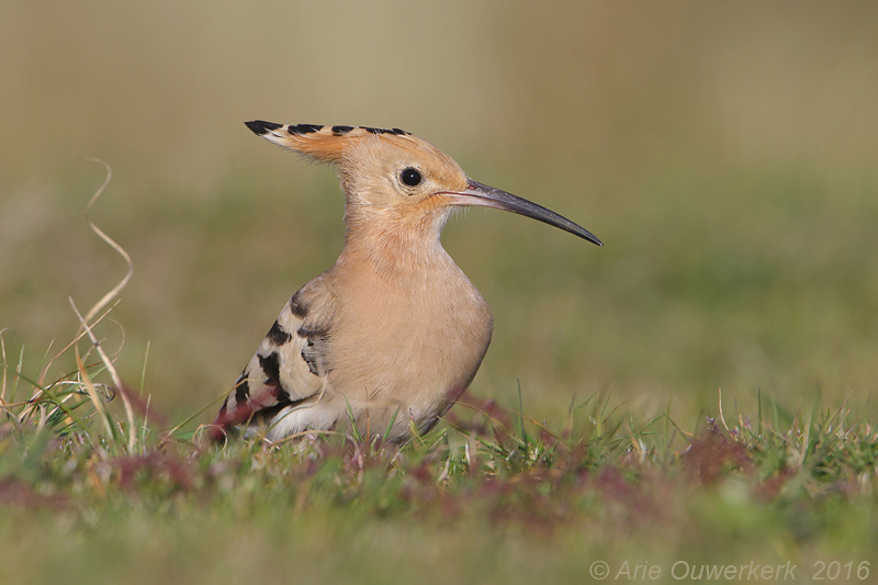 Hop - Eurasian Hoopoe - Upupa epops