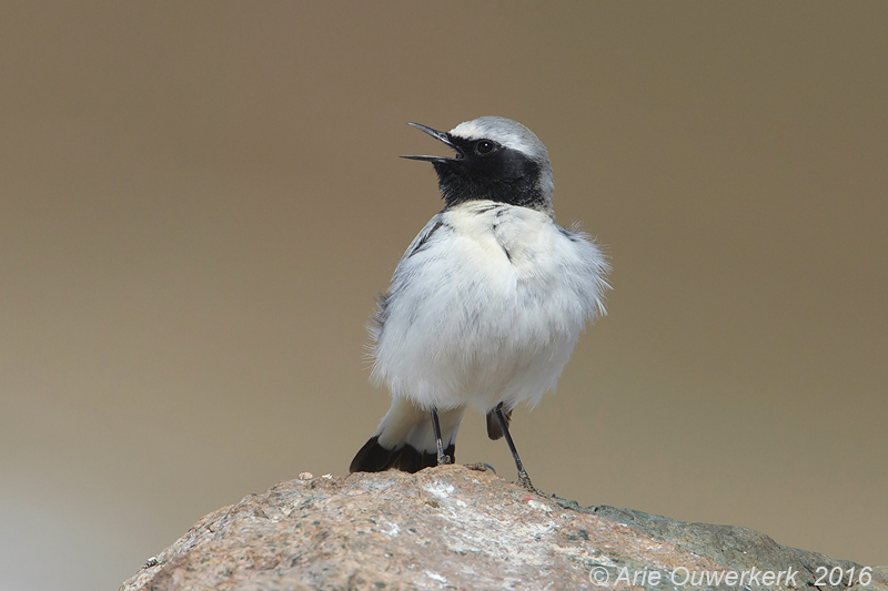 Seebohms Tapuit - Seebohms Wheatear - Oenanthe seebohmi