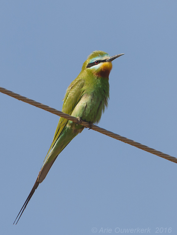 Groene Bijeneter - Blue-cheeked Bee-eater - Merops persicus chrysocercus