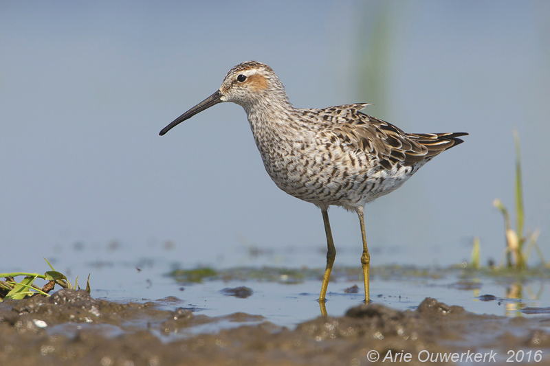 Steltstrandloper - Stilt Sandpiper - Calidris himantopus 