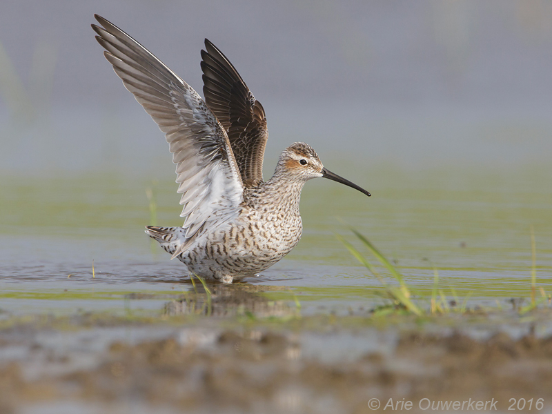 Steltstrandloper - Stilt Sandpiper - Calidris himantopus 