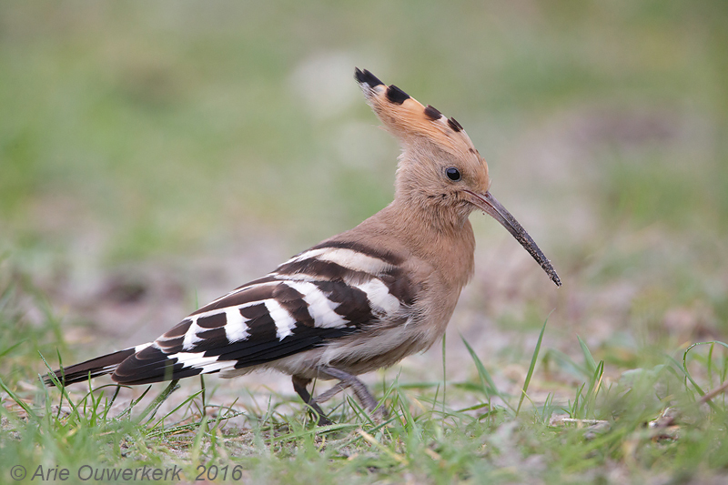 Hop - Eurasian Hoopoe - Upupa epops