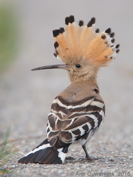 Hop - Eurasian Hoopoe - Upupa epops