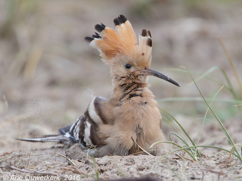 Hop - Eurasian Hoopoe - Upupa epops