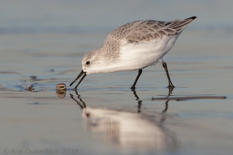 Drieteenstrandloper - Sanderling - Calidris alba