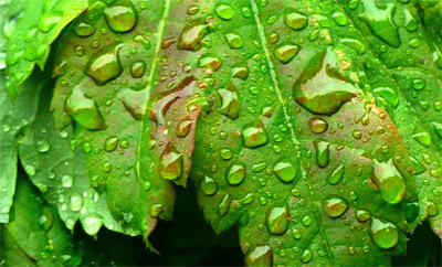 closeup water on leaf