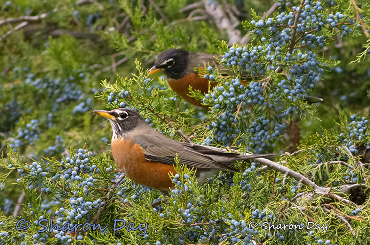 Robins
