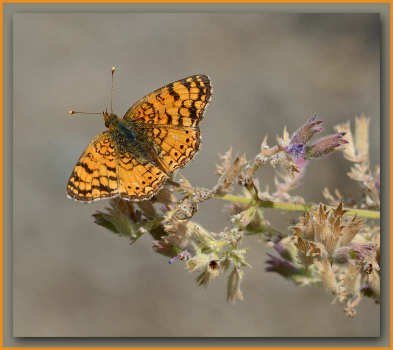Little Mylitta Crescentspot