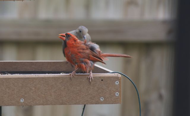 Week 2: Molting cardinal