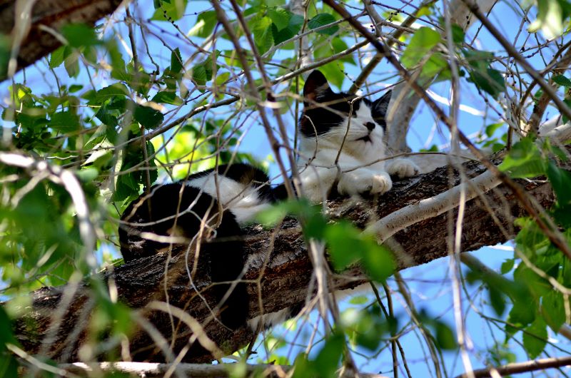Cat in Tree by Kaile Goodman