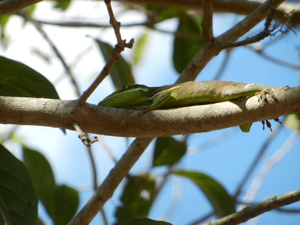 2014GBarrett_DSCN7609_anole lizard spp.JPG