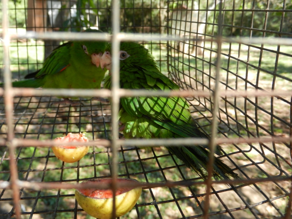 2014GBarrett_DSCN7621_Cuban Parakeets.JPG
