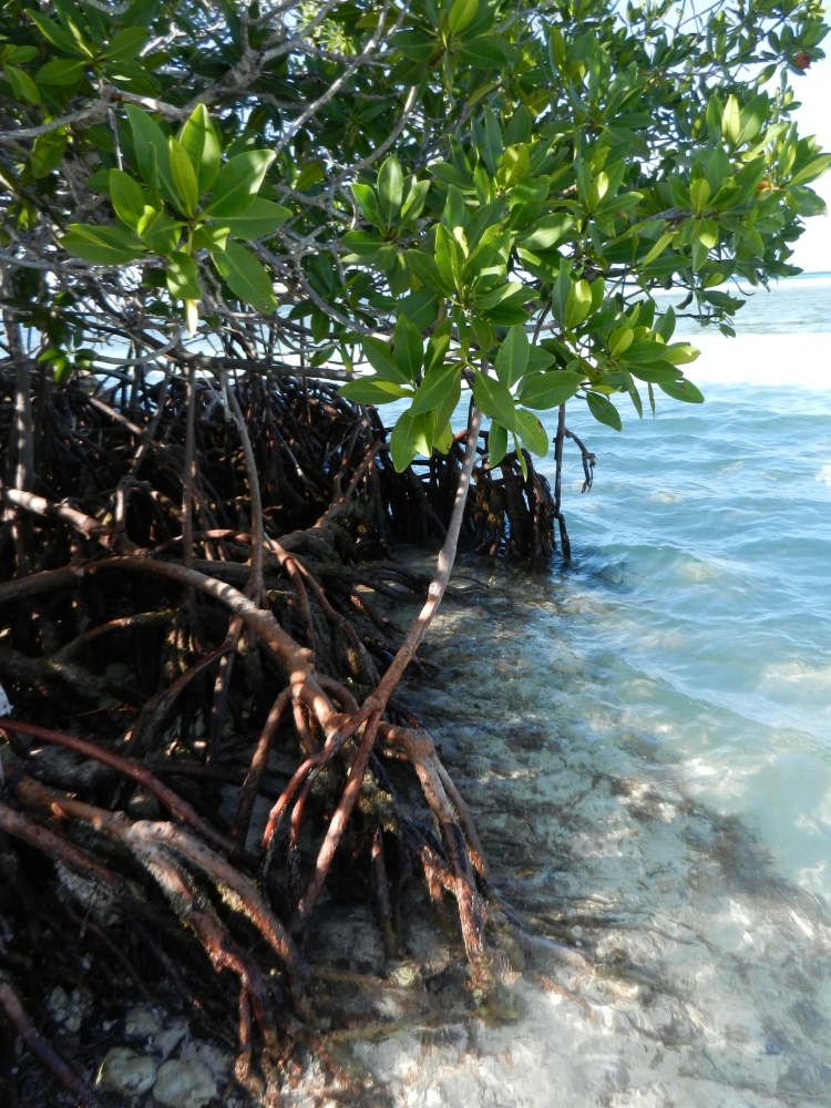 2014GBarrett_DSCN8361_Red Mangrove.JPG