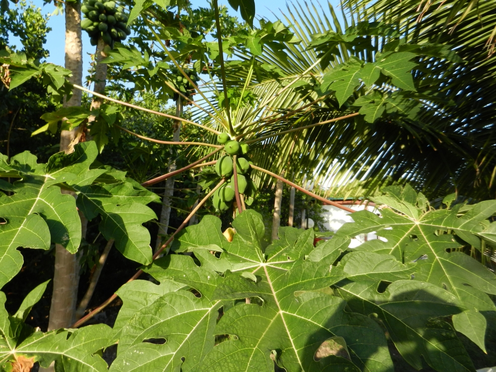 2014GBarrett_DSCN8392_Papaya Tree.JPG