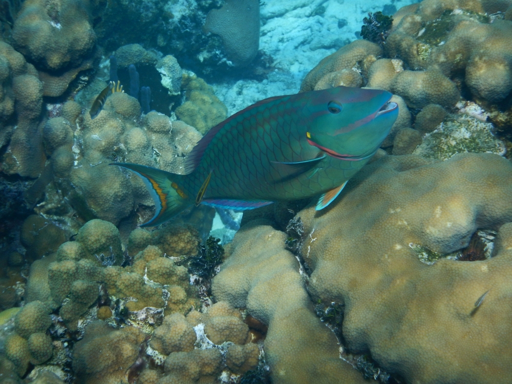 2014_DSCN0375_Stoplight Parrotfish.JPG