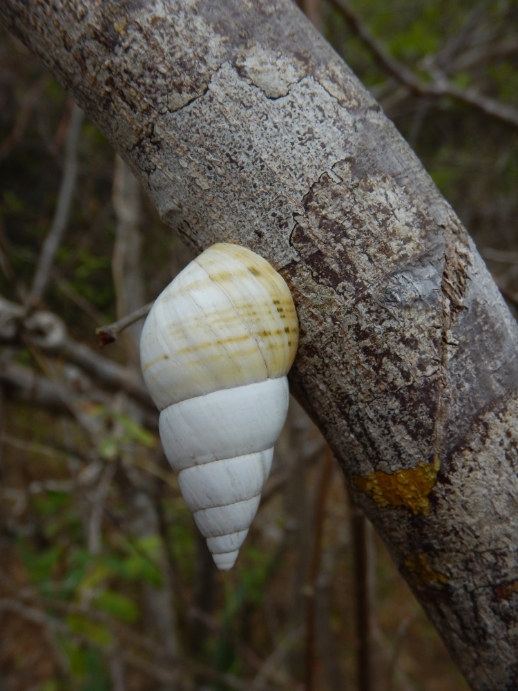 2015GBarrett_DSCN2104_tree snail.JPG