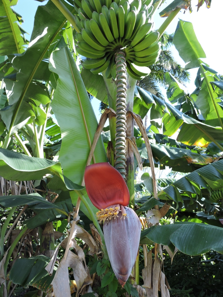 2016GBarrett__DSCN0317_banana.JPG