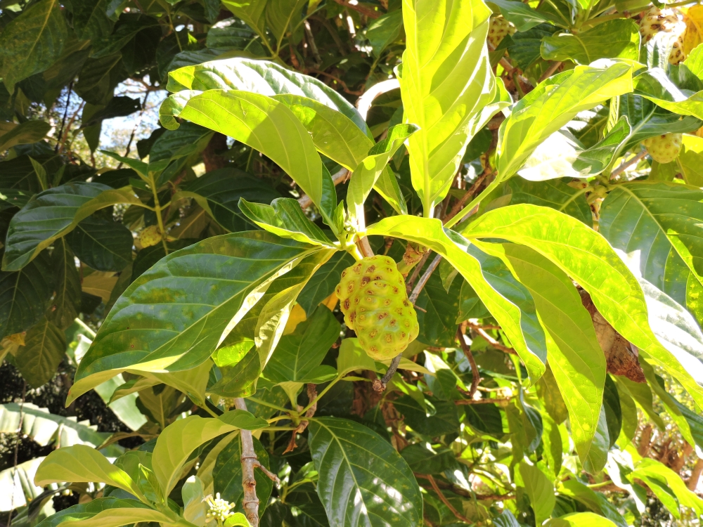 2016GBarrett__DSCN0321_Noni Tree.JPG