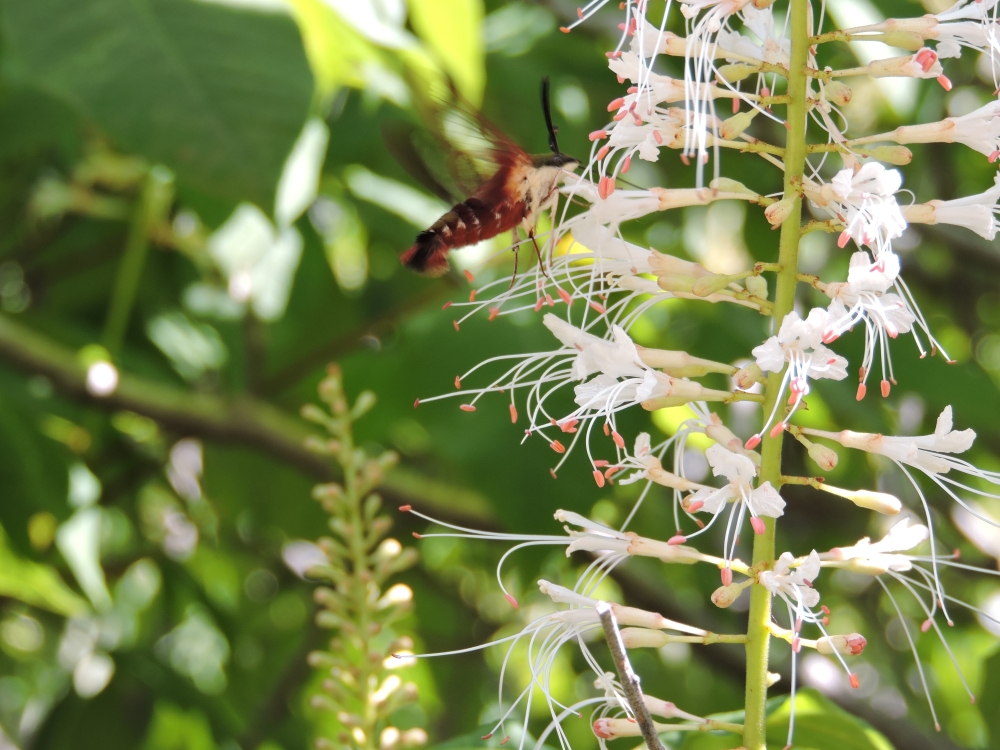 20160710_100520_DSCN1732_Hummingbird Clearwing Moth.JPG