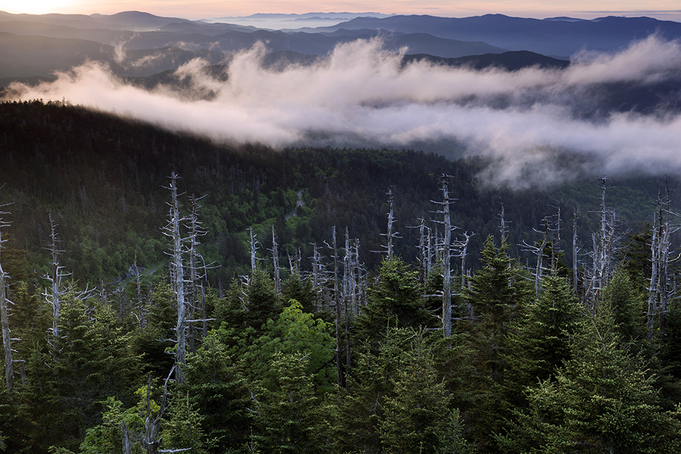 Early Morning On Clingmans Dome