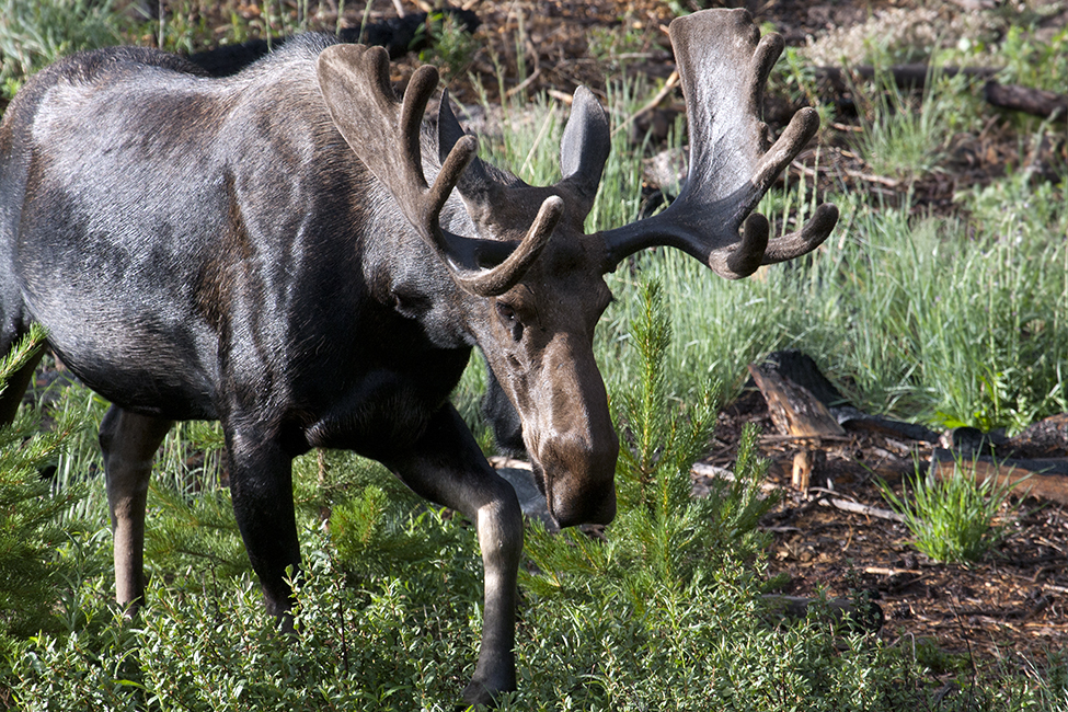 Bull Moose Approaching