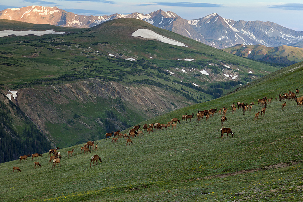 Elk Herd In The Highlands