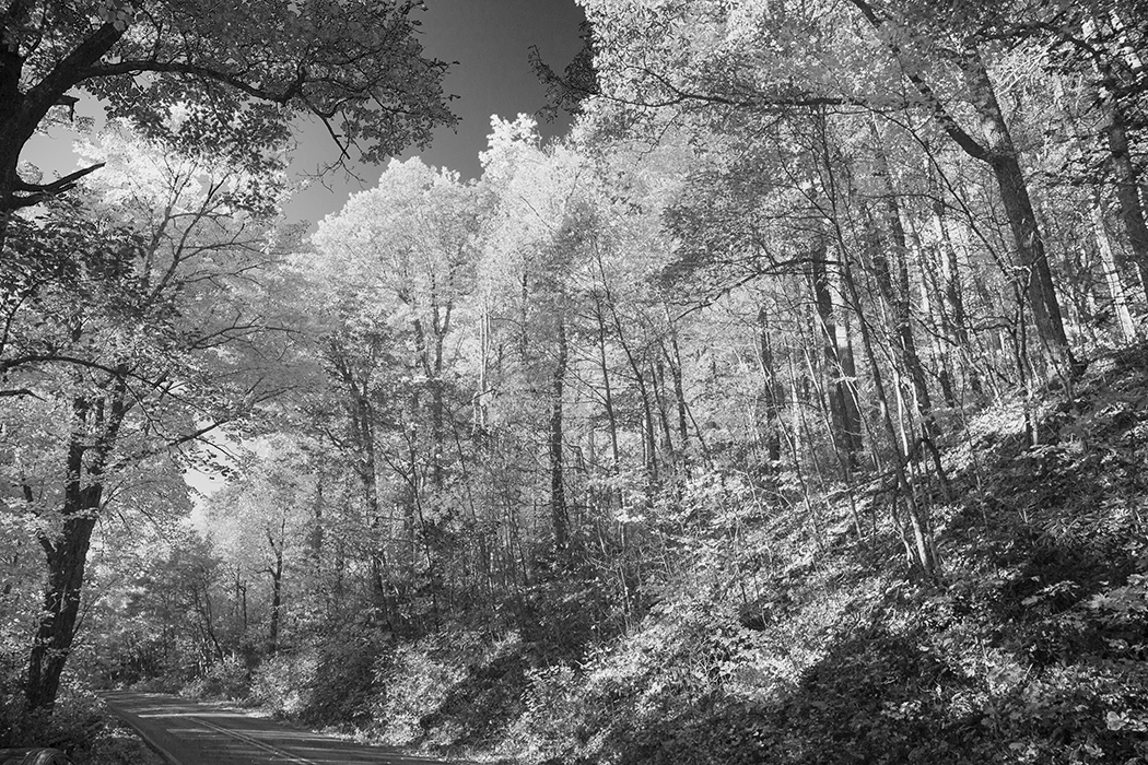 Road Through Pisgah National Forest-North Carolina