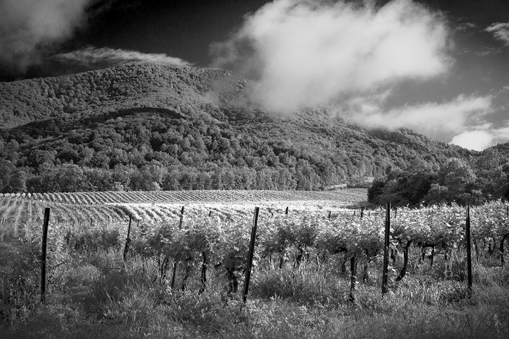 Growing Grapes In Franklin County, Virginia