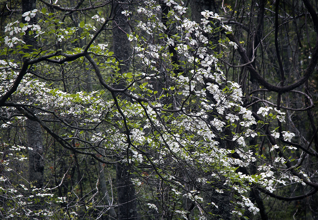 Dogwoods In Bloom