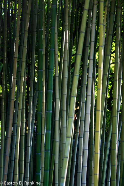 Bamboo