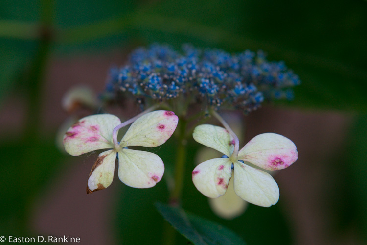Hydrangea