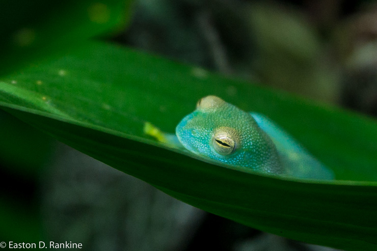 Frog II - Atlanta Botanical Garden