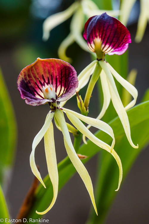 Orchid