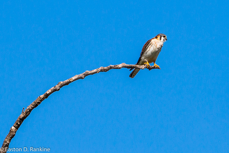 Kestrel