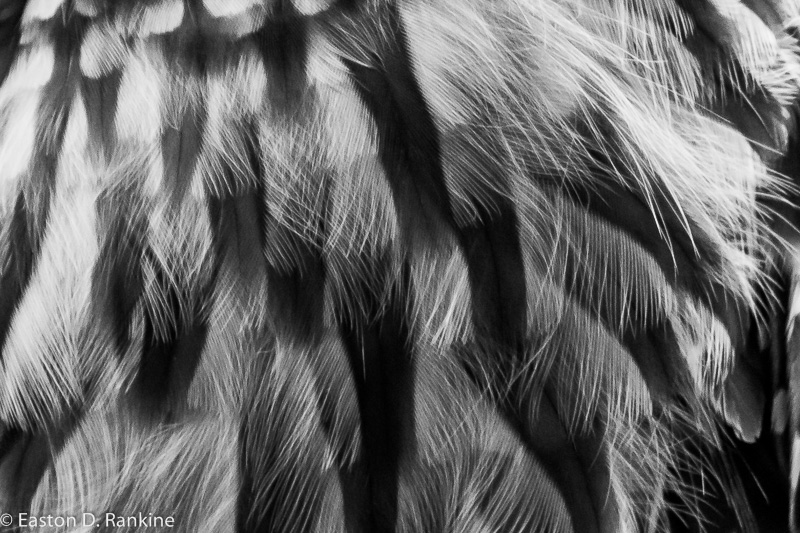 Plumage