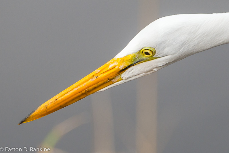 Great Egret