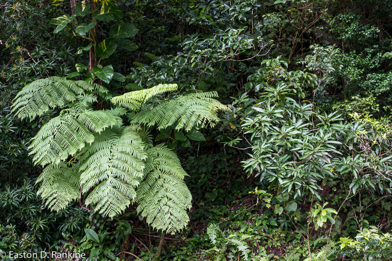 _DSC0558.jpg