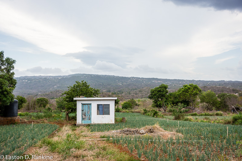Little House Among the Onion